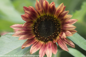 Burnt Orange Sunflower-8784