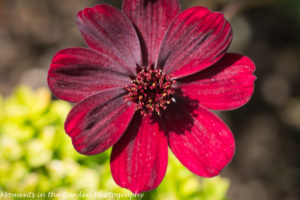 Chocolate cosmos-8359