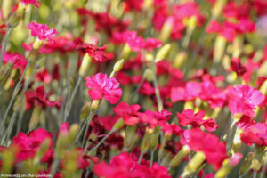 Crimson dianthus-7609