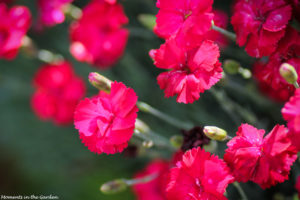 Crimson dianthus up close good-7632