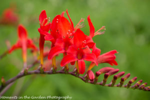 Crocosmia-8408