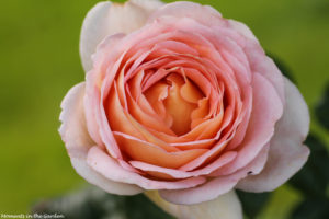 David Austin Rose-6486