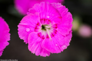 Deep pink dianthus up close-7661