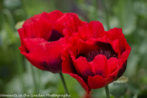 Deep red poppy-8396