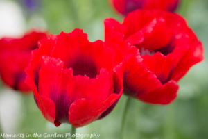 Deep red & purple poppies-8400