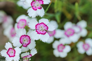 Dianthus deltoides up close good-7645