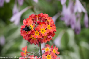 Drumstick primula with bee-8388