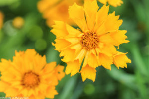 Early blooming coreopsis-7646