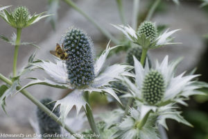 Eryngium (sea holly)-8367