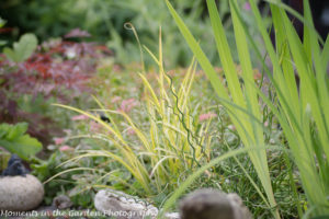 Flag iris and variegated crasses -8096