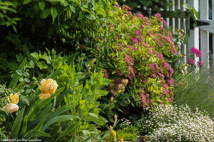 Front bed, yellow roses, spirea-7743