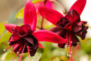 Fuchsia flowers good-7689