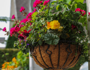 Geranium, begonia & fuchsia-7727