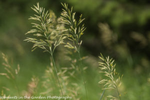 Grass seed heads-8182