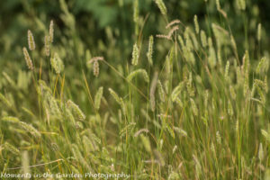 Grasses-8207