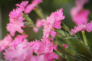 Group of pink frilly dianthus-7604