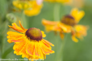 Heleniums-8797