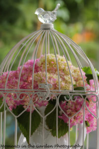 Hydranges in bird cage-7944