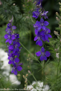 Larkspur-8397