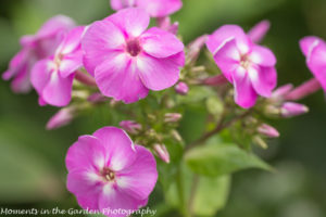 Mauve Phlox-8803