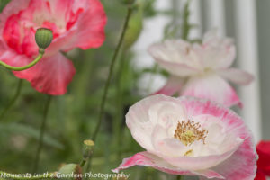 My poppy corner-8791