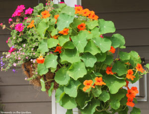 Nasturtium hanging basket-7725