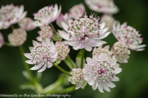 Pale pink astrantia-8362