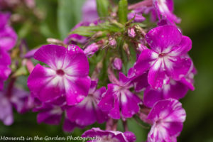 Perennial tall phlox-8617