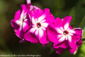 Phlox-8801