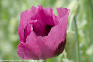 Purple poppy-8395