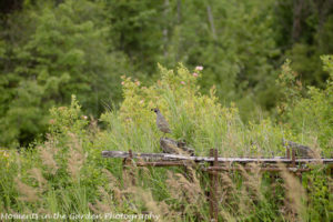 Quail on old wood-8199