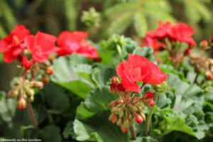 Red geranium-7728