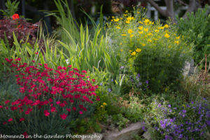 Rockery bed crimson dianthus, coreopsis-8089