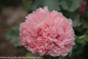 Ruffled pink poppy-8407