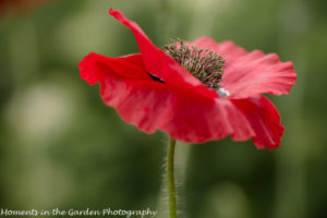 Side profile poppy-8242