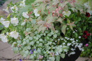 Silver foliage and white flowers-7940