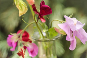 Sweet Peas-7760