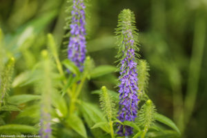 Veronica Spicata2-7599