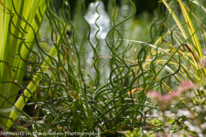 Water feature-8038