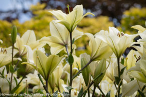 White lilies-8393