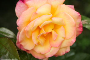 Yellow and pink rose front bed-6480