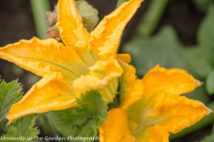 Zuchinni flowers-8230