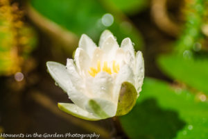 1st water lily -8970