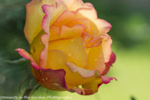 2nd blooming pink and yellow rose-8822