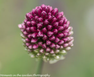 Allium bud-8489