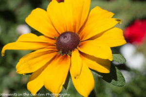 Annual rudbeckia-8557