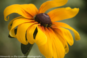 Annual rudbeckia-8654