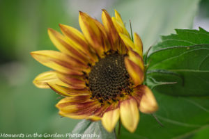 Burnt orange sunflower-9110