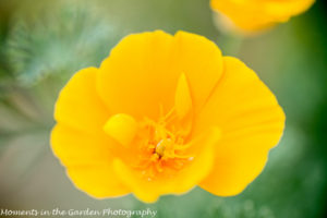 California Poppy big bold colour-8964