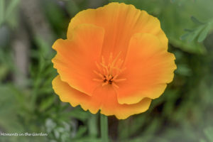 Californian poppy-